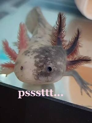 A post by @greatlakelottls on TikTok caption: ✨️❤️✨️❤️ #greatlakelottls #axolotlbreeder #mosaicaxolotl #aquatics #aquatic #axolotl #axolotls #axolotlsoftiktok #fishtok #amphibian #babyaxolotl #tanks #cuteaxolotl #rareaxolotl #mosaic #goodvibes #cheerup #youreawesome #pets 