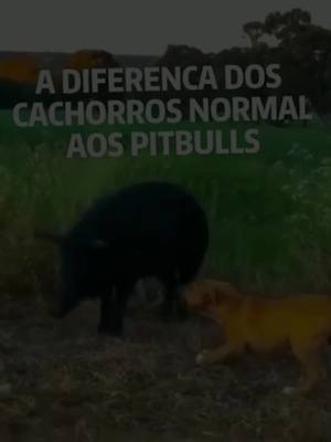 A post by @dogs_tt on TikTok caption: #tiktok #parati #fypシ #princcesdogs #princcesdogs🐾 #support #estoyenflop #apoyo? #tiktokponmeenparati #foryou #pittbull 