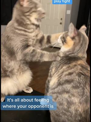 A post by @felinecuterescuer on TikTok caption: Blind cat fight- we dont talk about fightclub #fightclub #blindcat #rescue #catsoftiktok #fyp #doyouwannacatchthesehands 