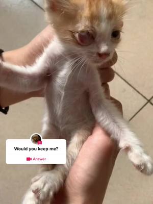 A post by @knhureb174 on TikTok caption: #question from @asdfg037zk #foryou #fyp #poor #pet #cat 