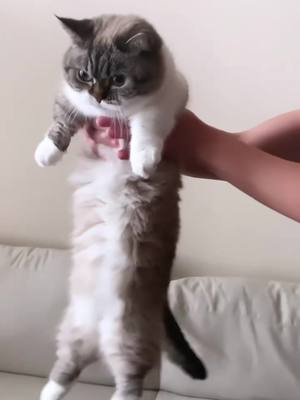 A post by @littlemunchiepooky on TikTok caption: Testing this on my Pooky, will she pass? 🤔 #catsoftiktok