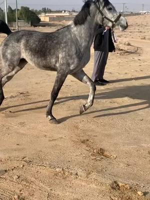 A post by @sa_lem31 on TikTok caption: نجمه❤️🐎🐎 #مربط_العنقاء #خيول_عربية_اصيلة #تصم #خيول_عربية_اصيلة #مقاطع_خيول #بريده #القصيم #اماطر #الشتاء_البرد_اجواء_شتويه #ترند #حايل #سناب 