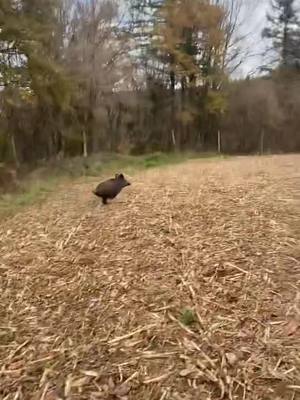 A post by @dylan.jhn on TikTok caption: Petit entraînement des jeunes🐗📯 @Loïc Pinard @tanguybillonnet #chien #beagle #chasse #chasseur #chiencourant #chasseurfrancais #passion #chasseuretfieredeletre