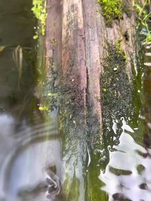 A post by @bribrisupafly on TikTok caption: More winter sediment removal #pondskimming #ponds #pnw #pnwlife #olympicpeninsula #satisfying #pondmaintenance #pondvacuum #waterfeatures #sediment #dirt #fyp #leaves #ASMR #pondlife #algae #relaxing #asmr #winter 