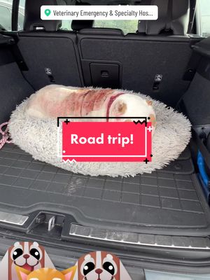 A post by @hungryhippos on TikTok caption: 6 hours round trip, hopefully we get some answers 🙏 🤞🏻#americanbully #calcinosiscutis 