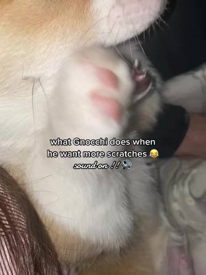 A post by @gnocchi_the_corgi on TikTok caption: *when he wants / I didn’t expect him to be that talkative 😂 #fyp #corgipuppy #dogtok #dogsoftiktok #puppytiktok #doglover #puppy #corgi #corgisoftiktok #corgiland #funny