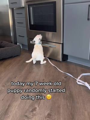 A post by @koathedal on TikTok caption: she already learned where the water is 😭 #puppytiktok #dogtok #dalmatiansoftiktok #dalmatian #puppytok  Silly dog videos - cute dog videos - puppy videos