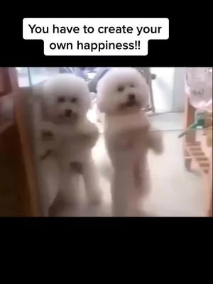 A post by @patricejohnsonmusic on TikTok caption: #dogsoftiktok #doglover #happydance #happy 