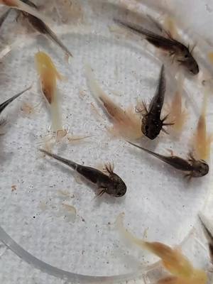 A post by @greatlakelottls on TikTok caption: axolotl hatchlings #greatlakelottls #axolotlbreeder #aquatics #aquatic #axolotl #axolotls #axolotlsoftiktok #fishtok #amphibian #babyaxolotl #pets #adorable #adoptme #rehome #axolotlhatchlings 