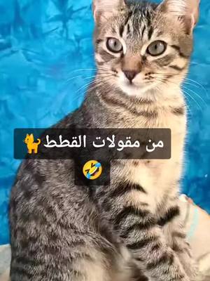 A post by @masiliabanni on TikTok caption: #morocco🇲🇦 ##explore #fouryoupage 😂😅