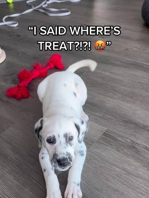 A post by @koathedal on TikTok caption: impulse control training is hard 😓 #puppytiktok #puppyvideo #dogsoftiktok #dalmatian #dalmatiansoftiktok  Cute puppy videos - cute dog video - funny dog videos