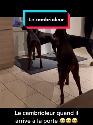 A post by @prettyhoneygirl on TikTok caption: #rire #rire_tiktok #drole #drole_videos #funny #funnyvideos #mdr #😂