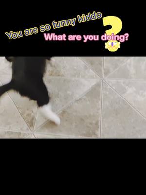 A post by @funnykittensmakefun on TikTok caption: #funnyvideos #pet #fyp #foryou #foryourpage #cutekitten #cutekitty #catkittycatkittykittycatcat