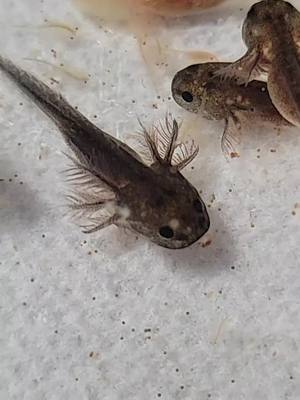 A post by @greatlakelottls on TikTok caption: 🌸🌸🌸 #greatlakelottls #axolotlbreeder #aquatics #aquatic #axolotl #axolotls #axolotlbabies #cuteaxolotl #axolotlsoftiktok #fishtok #amphibian #babyaxolotl #pets #adorable #adoptme #axolotlhatchlings #GenshinImpact34 