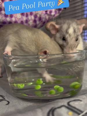 A post by @rescuedanimals on TikTok caption: Pea Pool Party with the babies 🥰 #rats #ratsarepetstoo #ratsareawesome #ratatouille #rat #animal #funny #funnyanimals 