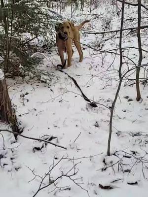 A post by @coombscp on TikTok caption: Learning to shed hunt! #goldenretriever #puppy #shedhunting #deer #woods #snow