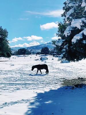 A post by @ogliastrabella on TikTok caption: Nei dintorni di #Orgosolo i #cavalli si godono il sole passeggiando e brucando nella bianca #neve. #sardegna #barbagia #nuoro #sardi #cavallisardi #campagnasarda #montes #gennargentu #montagna #sardegnatiktok #sardegnaofficial #sardegnaitaly #sardegnadafavola 