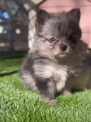 A post by @hollywoodpetz on TikTok caption: Sylvester looking like a stallion I’m loving this little guy 😍 Text 661-621-8369 for the best prices on Toy Pomeranians with health guarantees!  #Pomeranian #dogsofinstagram #dog #pom #pomeranianworld #pomeraniansofinstagram #puppy #pomeranianpuppy #dogs #pomeranianlove #dogstagram #puppylove #spitz #doglovers #instadog #pomeranians #pompom #cute #dogoftheday #doglife #doglover #pomeranianlife #Love #puppiesofinstagram #pet