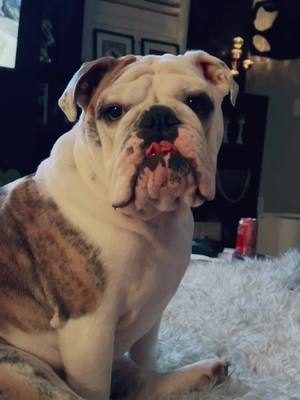 A post by @pennyspastaparty on TikTok caption: ✨Delicately✨ folded tongue  #cute #dogs #englishbulldog #funnyvideos #pets #foryou