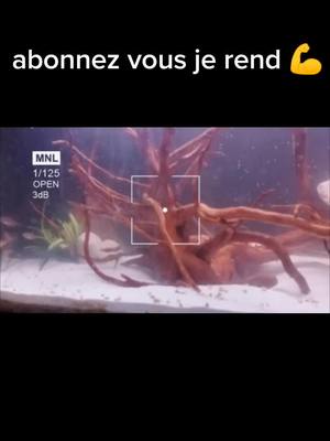 A post by @aquariobreizh on TikTok caption: #poisson #10k #abonnezvous #aquarium #aquariophilie #aquariophiliefrance #trend 