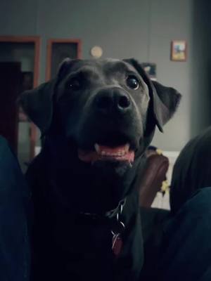 A post by @cbdog1996 on TikTok caption: She thinks your dinner is her dinner as well as her kibble before that 🥴#silverlab #dog #fyp