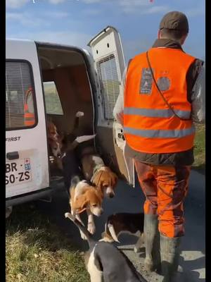 A post by @dylan.jhn on TikTok caption: A vous maintenant amis chasseur/chasseresse 📯😉 #fieredetrechasseur #chasseuretfieredeletre #chasseurfrancais #chien #beagle #chasse #chasseur #chiencourant #passion 