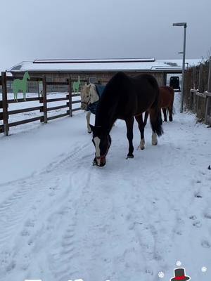 A post by @gnadenhof_gut_morhard on TikTok caption: Unsere Pferde dürfen regelmäßig raus aufs ganze Gelände. Sie lieben es 💙☃️ #schnee #freiheit #pferd #Gnadenhof #tierschutz #bayern #freude 