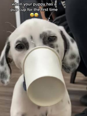 A post by @koathedal on TikTok caption: she looks high or possessed 😂 or both 😂 a+ vet office - they sure know how to treat their patients! #puppyvideos #funnypuppyvideos #dogtok #puppytok #dalmatiansoftiktok #dalmatian  Funny puppy videos - cute puppy videos