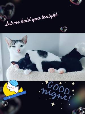 A post by @funnykittensmakefun on TikTok caption: #fyp #foryourpage #foryou #cutekitty #cutekitten #catkittycatkittykittycatcat #catsoftiktok #catkitten