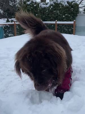 A post by @raymondthenewfie on TikTok caption: #dog #dogsoftiktok #fyp #pet #funny #snow 