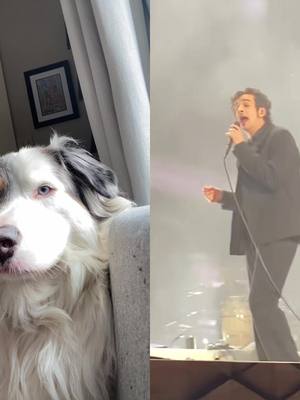 A post by @dognameddax on TikTok caption: #duet with @_andresreyna_ #the1975 this man has sALiVaTinG #pavlov #mattyhealy1975 #mattyhealy #the1975 