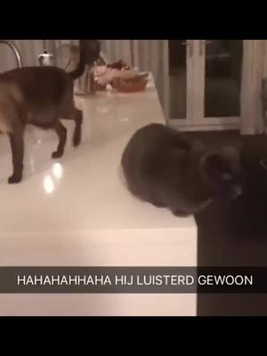 A post by @cutepetlovermi on TikTok caption: Funny moment🤣🤣#cat #catsoftiktok #dog #dogsoftiktok #foryou #pet #funny #cute #petlover #viral #fyp 