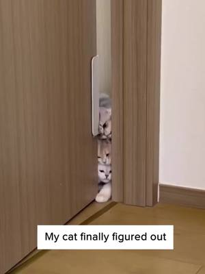 A post by @cutepetlovermi on TikTok caption: Dog Cat Door Opener, Only 38 in stock, Free shipping, l1nk in my b1o🤣#cat #catsoftiktok #fyp #viral #petlover #cute #funny #pet #foryou 