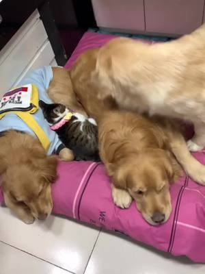 A post by @jennydog66 on TikTok caption: 🤣#dog #cat #pet #funny #animals #goldenretriever