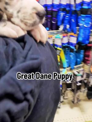 A post by @whiskey_the_huskyy on TikTok caption: Great Dane Puppy! Whiskey's sister!#greatdanepuppy #greatdane #puppiesoftiktok 