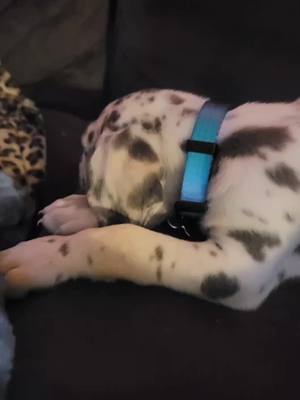 A post by @whiskey_the_huskyy on TikTok caption: #puppiesoftiktok #greatdane #greatdanepuppy #doglife 