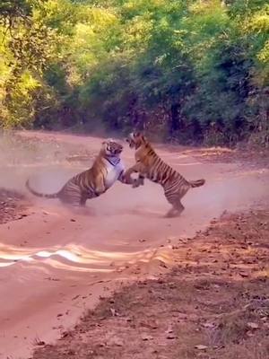 A post by @wildlifeobservatory on TikTok caption: #animals #wild #tiger #fy