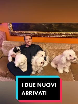 A post by @silvio.berlusconi on TikTok caption: I due nuovi arrivati!  #silvioberlusconi #berlusconi #cani #dog 