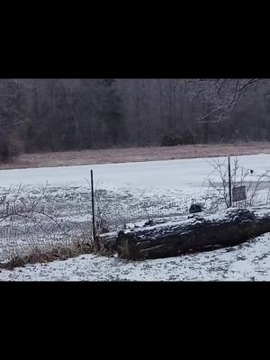 A post by @loishollanragain on TikTok caption: pics from today n last few days here in Arkansas snow ice an cold still 2 more days of this come on spring 