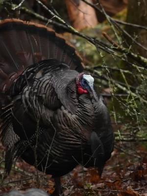 A post by @crittergetter on TikTok caption: Struttin his stuff 🦃 #turkeyhunting#nikon#tennessee#cadescove#fyp#wildlife#art#photography