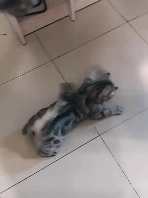 A post by @cutepetshow on TikTok caption: Turn on vibration mode.   #cat #catsoftiktok #catstory #funny #cutepetshow #fyp 