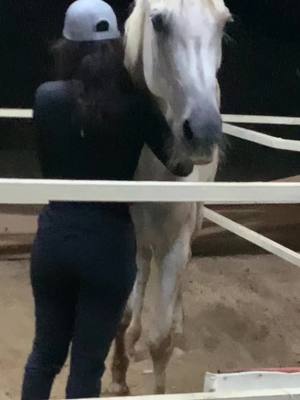 A post by @horsegirl_f6 on TikTok caption: #horse #horsesoftiktok #horsegirl #horselove #Love #tiktokindia #dubai #explore #خيل #خيل_عربي_اصيل🐎🐎 #خيل_وخياله🐎 #خيل🐎 #فارس #خيل_فروسيه_حب #حب #دبي_امارات 