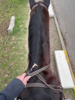 A post by @fixou10 on TikTok caption: Fixou adore se balader en ville c’est trop mignon je trouve 🥰 #trotteurfrancais #horse #equestrian #cheval #bonheur #foryou