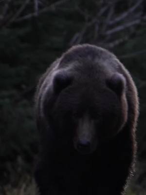 A post by @ours_fou777 on TikTok caption: Majestueux ! L’ours Kodiak 😍  #moscow #russia #CapCut #viral #foryou #fyp #animal #bear #landscape #nature 