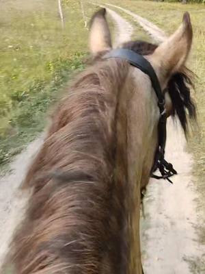 A post by @kanmars on TikTok caption: время идёт, а мы всё куда-то идём) #horse #животные #нск #horset #новосибирск #буланый #конкур #jamp #выездка #спирит #кони #конный #paw #pov #рек #horselove #лошади 