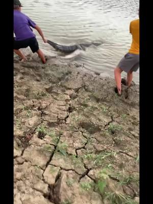 A post by @colepoche on TikTok caption: who can guess what happens next #fyp #muddywtr #gator #louisiana