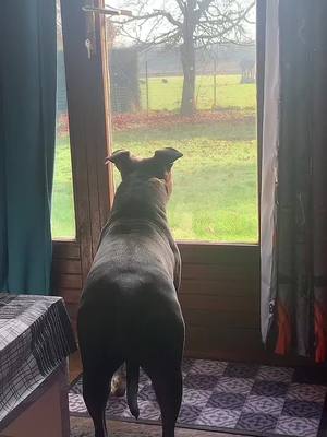 A post by @laauraa_dz78 on TikTok caption: Chanel qui aimes regarder son jardin 😂 et voir si il n’y a pas d’intrus #americanstaffordshireterrier #amstaff #commere #concierge #jardin #staff #pourtoi #foryou 