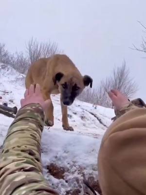 A post by @ukrainevictory01 on TikTok caption: The dog 🐕 🐶 seeks shelter from incoming shells, it finds it in a Ukrainian 🇺🇦 trench #fyp #ukraine #war #ukrainewar #support #military #army #ukraninearmy #Bakhmut #dog 