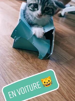 A post by @davidesage1 on TikTok caption: Je vous partage une vidéo qui traînais par là 🤭😀🐱#animaux#chat #bébéchat #cat #mignon #cute #pourtoi #foryou #animaux #drole #chaton 