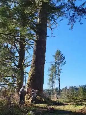 A post by @davismcelroy on TikTok caption: Jacking nice fir on a private job #stihl #hardwork #oregon #logging 